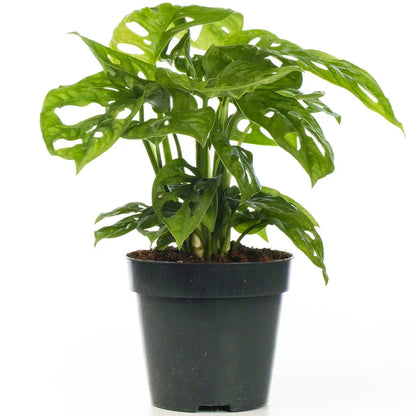 Vibrant Monstera Obliqua Monkey Leaf Indoor Potted Houseplant 20-30cm with Pot
