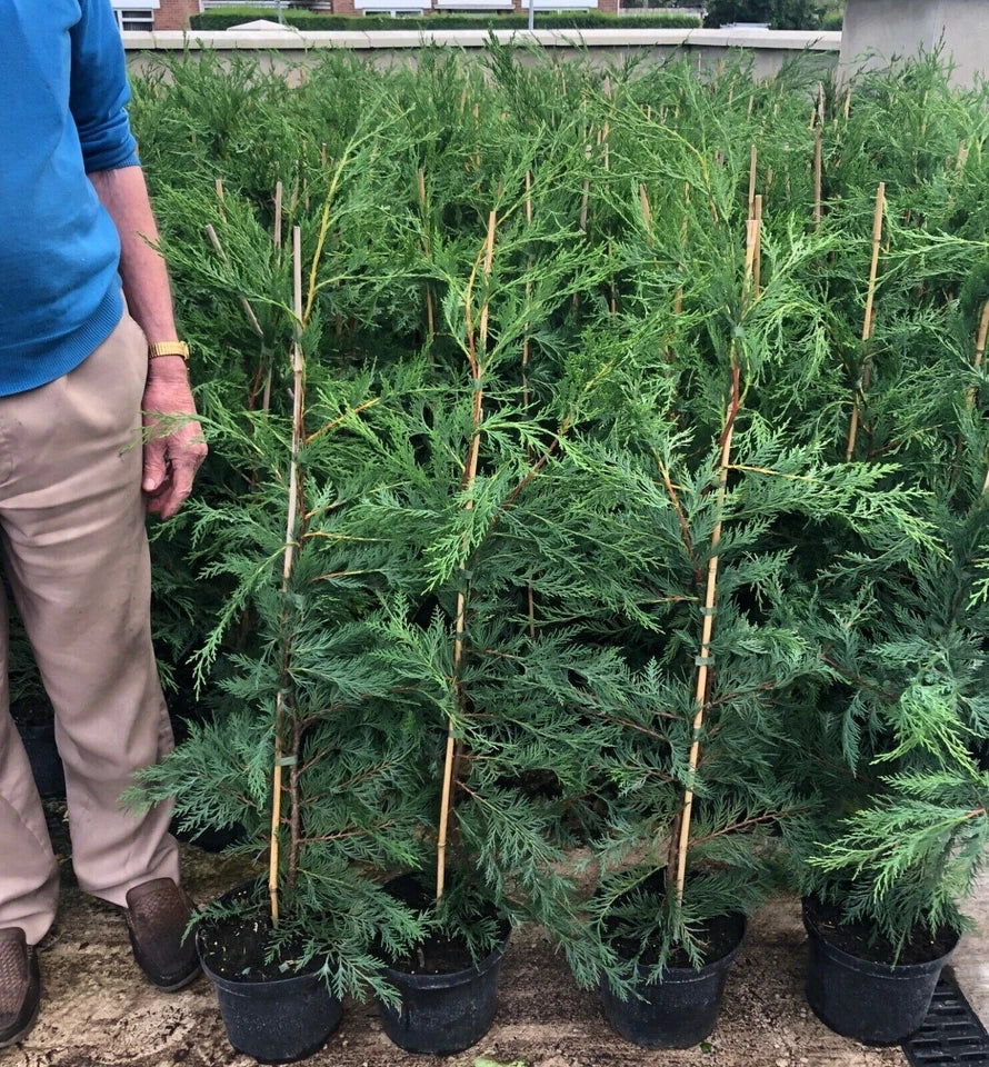 2-3ft Leylandii Green Evergreen Hedging Conifers 2ltr Pots