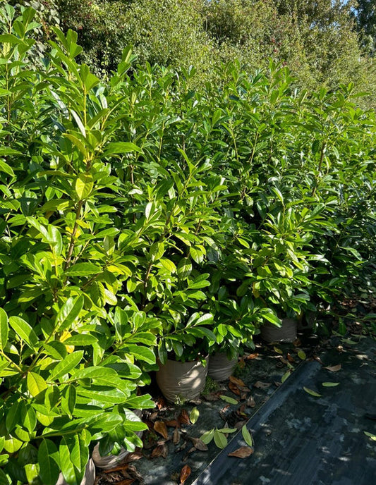 5 Cherry Laurel Hedging Evergreen Plants Fast Growth 3-4ft Large 4 Litre Pots