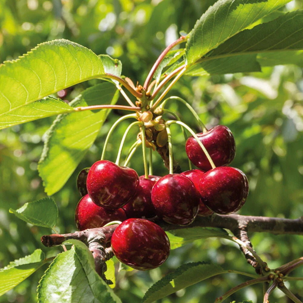 Mini Fruit Tree Patio Garden Plant Apples Pears Cherries Plums 9cm Potted