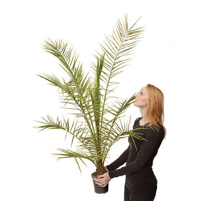 Tropical Palm Tree, Phoenix Canariensis 80cm-1m Tall, 1 x 19cm Pot