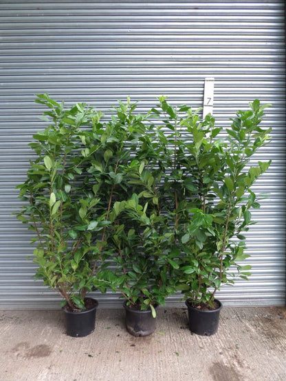5 Cherry Laurel Hedging Evergreen Plants Fast Growth 3-4ft Large 4 Litre Pots