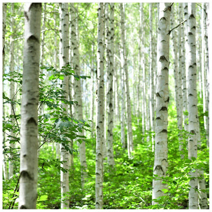 5 Silver Birch Native Trees 3-4ft Hedges Betula Pendula,2 Yr Old & Feathered