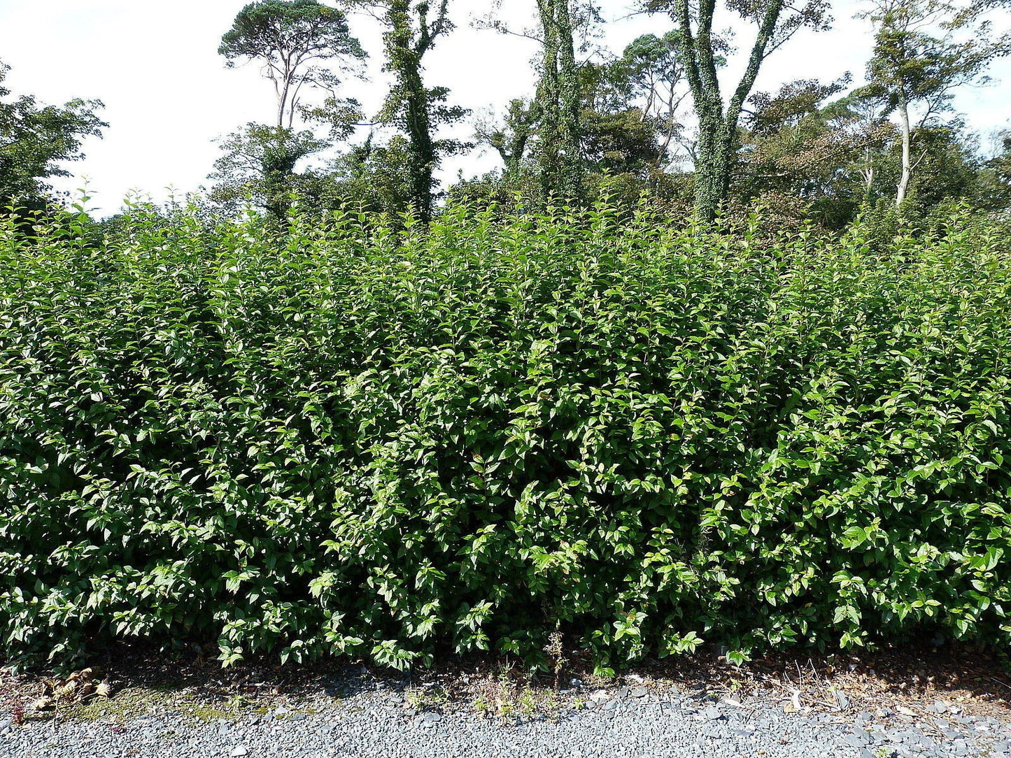 600 Green Privet Plants 3-4ft Tall, Evergreen Hedging, Grow a Quick, Dense Hedge