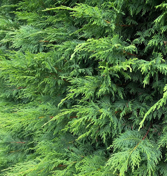 Green Leylandii Hedging Evergreen Conifer Plants 3-4ft Large 3 Litre Pots