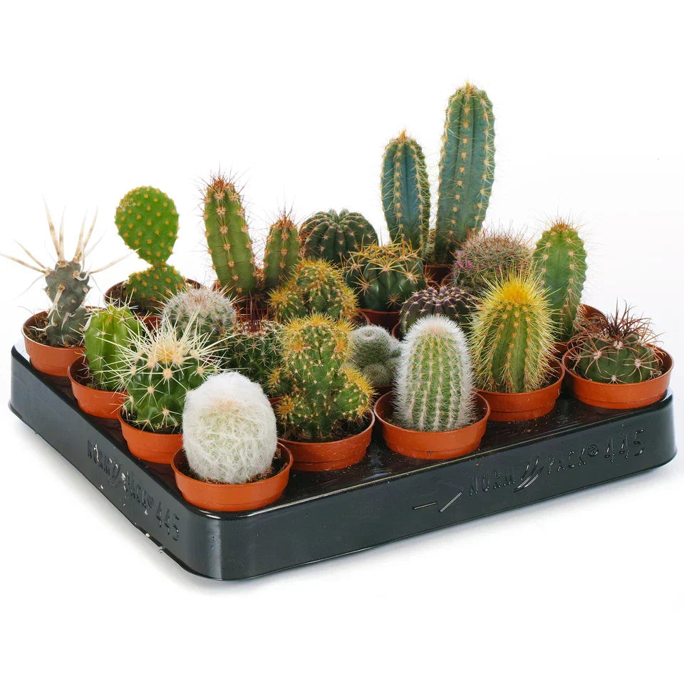 Cactus Mix - 10 Plants - House / Office Live Indoor Pot Plant - Ideal Gift