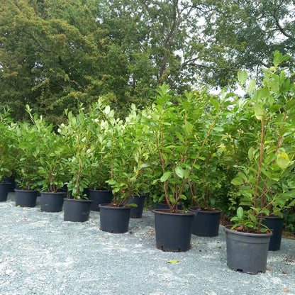 Laurel hedging plant 20/30l pot 130-150cm height