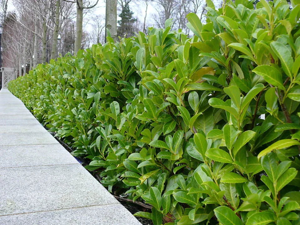 20 Cherry Laurel Hedging Plants 30-50cm Tall Potted