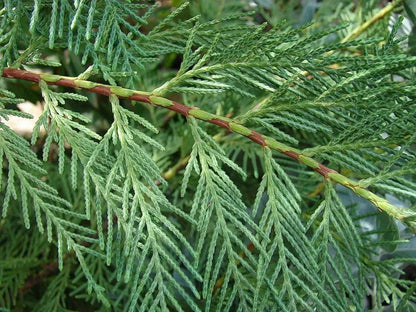 10x Large 4-5ft Green Leylandii Evergreen Hedging Plants - 3L Potted
