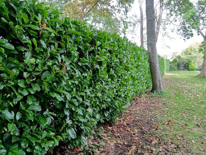 25x Laurel Garden Evergreen hedge plants bare root hedging 3-4ft