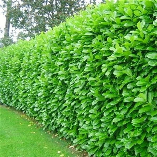 50 Cherry Laurel Hedging 45-60cm Tall Potted