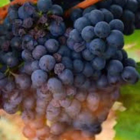 Grape Vanessa Seedless Outdoor Vine Climbing Early Season Plant Red Fruit