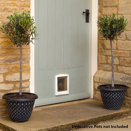 Pair of Standard Olive Trees in 18cm pots (approximately 80cm tall)