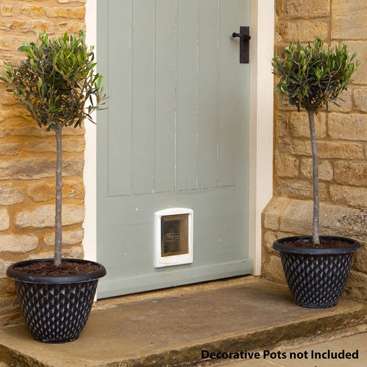 Pair of Standard Olive Trees in 18cm pots (approximately 80cm tall)