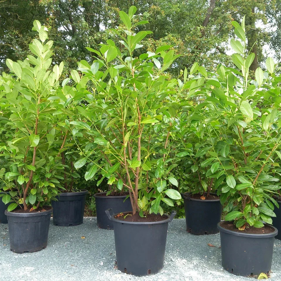 Laurel hedging plant 20/30l pot 130-150cm height