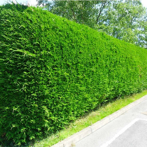 5 X LEYLANDII GREEN EVERGREEN CONIFER HEDGING LEYLANDII PLANT IN POT (1-2FT)
