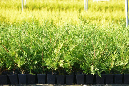 5 X LEYLANDII GOLD EVERGREEN CONIFER HEDGING PLANT IN POT (1-2FT)