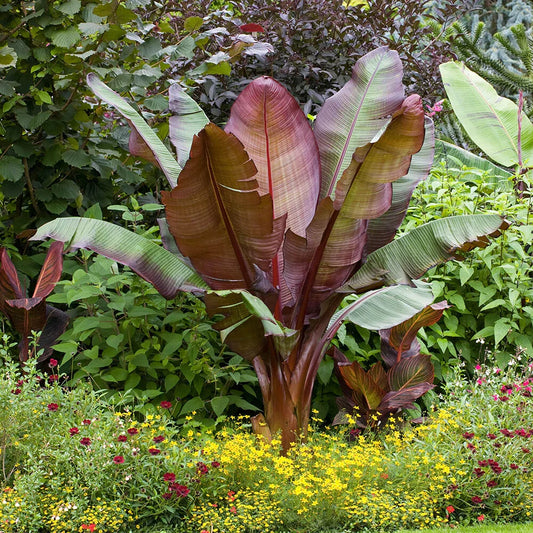 Ensete ventricosum Maurelii - Red Abyssinian Banana - Plant in 10.5 cm Pot