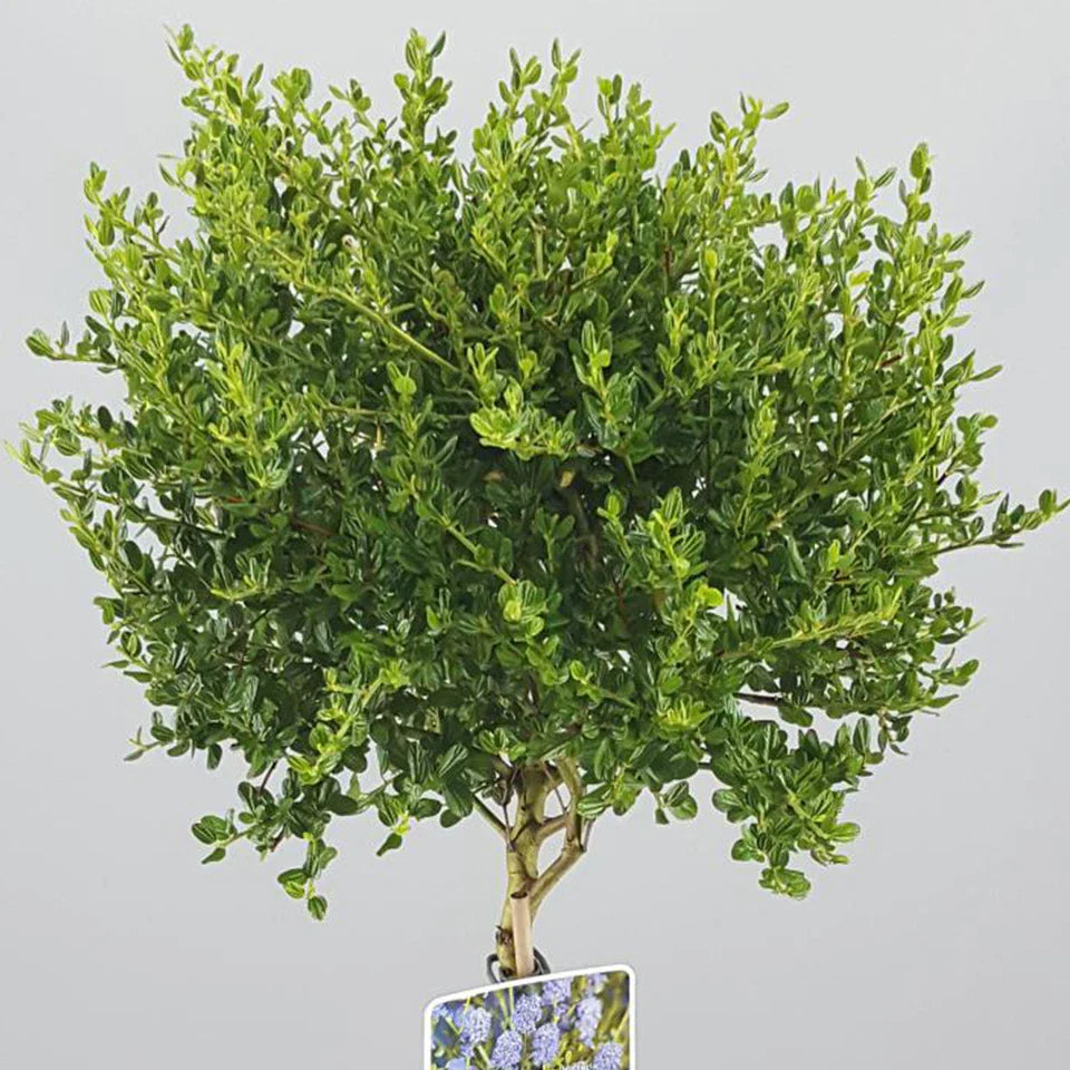 Ceanothus Victoria Tree / potted California Wild lilac trees 70_80cm