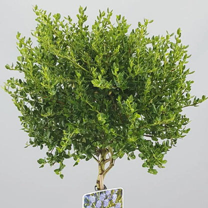 Ceanothus Victoria Tree / potted California Wild lilac trees 70_80cm