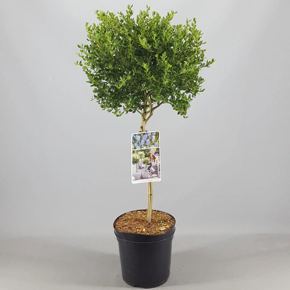 Ceanothus Victoria Tree / potted California Wild lilac trees 70_80cm
