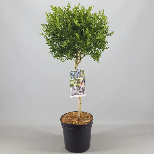 Ceanothus Victoria Tree / potted California Wild lilac trees 70_80cm