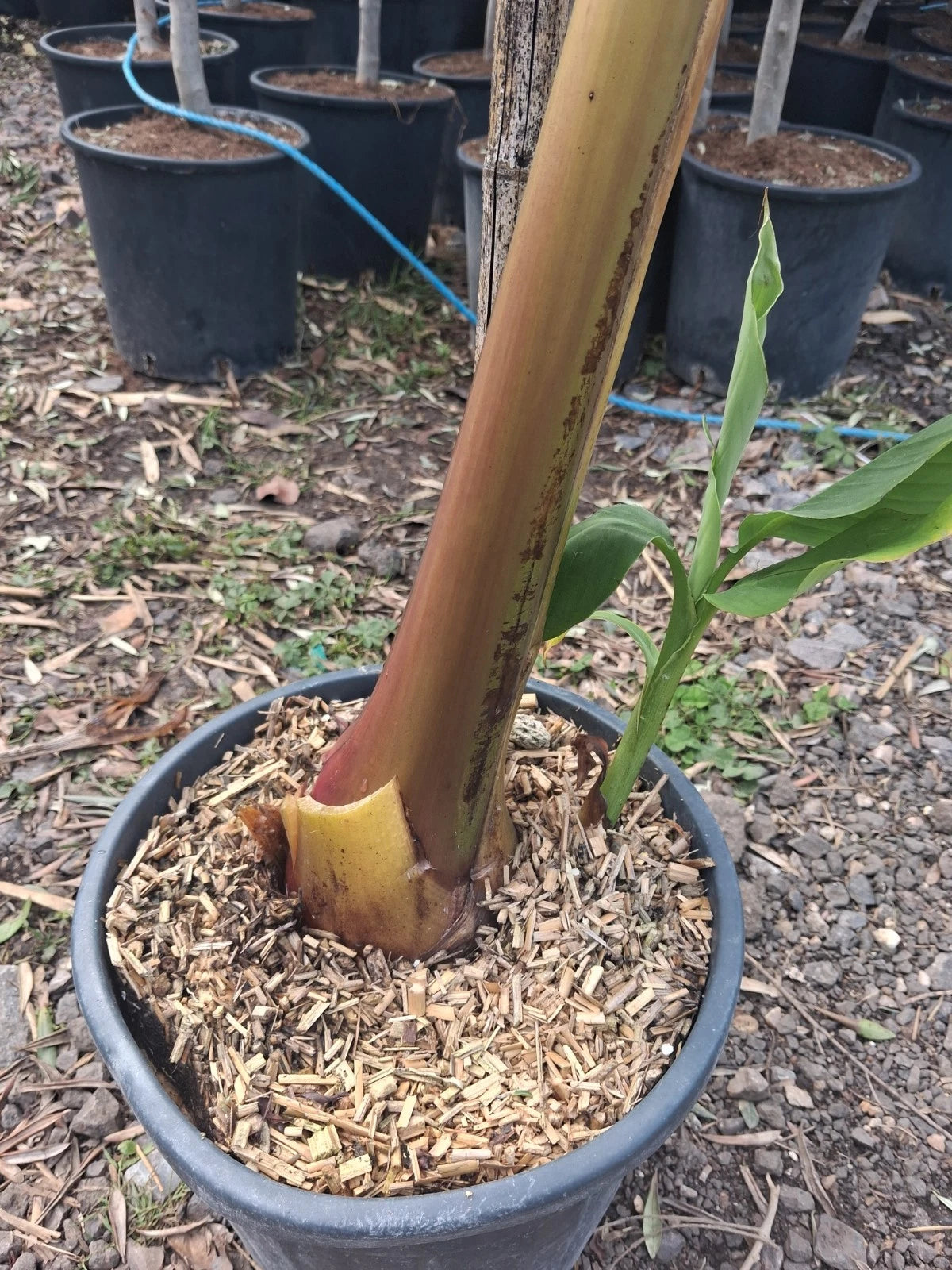 Banana Plant 20L UK hardy A* Quality Musa Bajoo Large Trunk 'Sakhalin' 150cm+/-