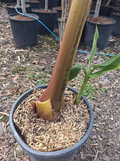Banana Plant 20L UK hardy A* Quality Musa Bajoo Large Trunk 'Sakhalin' 150cm+/-