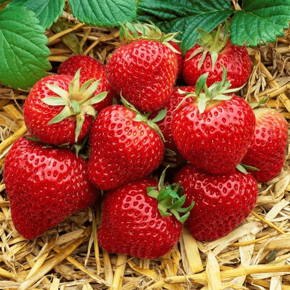 Strawberry Honeoye Fruit Plants - Hardy Garden Bushes in 9cm Pots