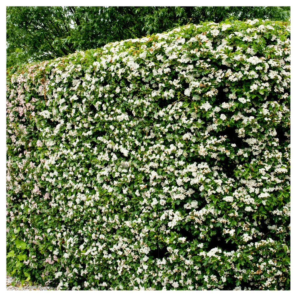 10x Hawthorn Hedging Plants, Wildlife Friendly 2-3ft In 1L Pot, Hawthorne Hedges