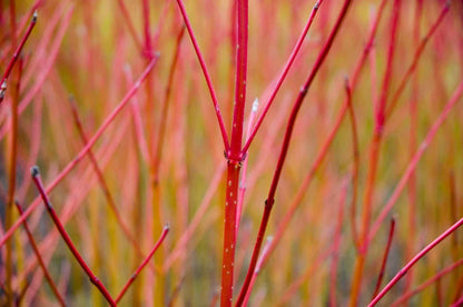 10 Red Dogwood 2-3ft Hedging Plants, Beautiful Red Bark Cornus Alba Sibirica