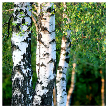 10 Silver Birch Native Trees 3-4ft Hedges Betula Pendula, 2 Yr Old & Feathered