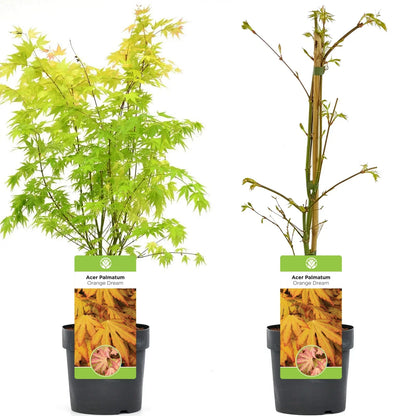 Acer palmatum 'Orange Dream' | Japanese Maple Deciduous Garden Plant Tree In Pot
