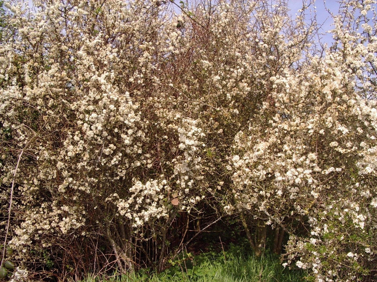 25 Blackthorn Hedging 2-3ft, Prunus Spinosa,Native Flowering Sloe Berry Hedge