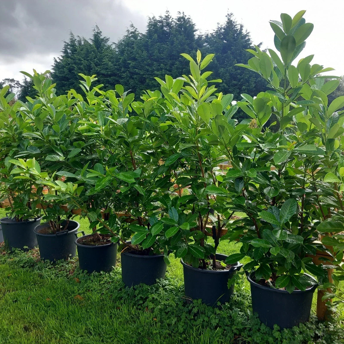 Laurel hedging plant 20/30l pot 130-150cm height