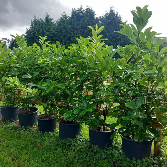 Laurel hedging plant 20/30l pot 130-150cm height