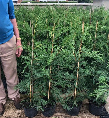 Green Leylandii Hedging Evergreen Conifer Plants 3-4ft Large 3 Litre Pots