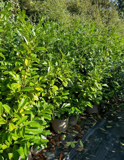 10 Large 3-4ft Cherry Laurel Evergreen Hedging Trees in 3L Pots