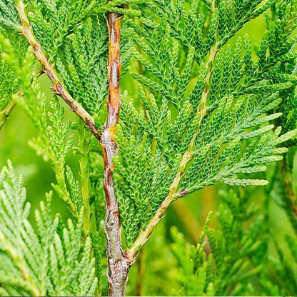 25 X THUJA PLICATA 'ATROVIRENS' RED CEDAR EVERGREEN HARDY HEDGING PLANT IN POT