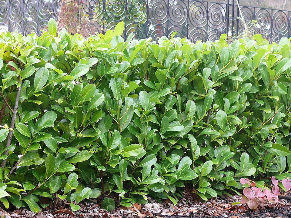 60x Cherry Laurel Hedging Plants 30-50cm Tall Potted