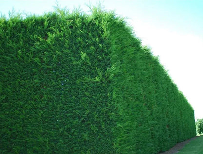 10x Large 4-5ft Green Leylandii Evergreen Hedging Plants - 3L Potted