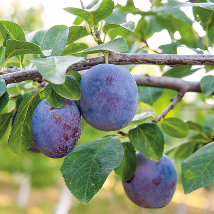 Patio Fruit Tree Plants Garden Collection 5 Different Varieties 5 x 9cm Pots