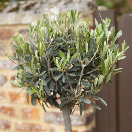Pair of Standard Olive Trees in 18cm pots (approximately 80cm tall)