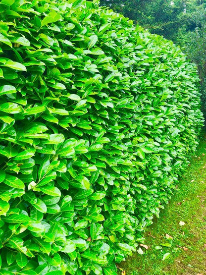 10 Large 3-4ft Cherry Laurel Evergreen Hedging Trees in 3L Pots