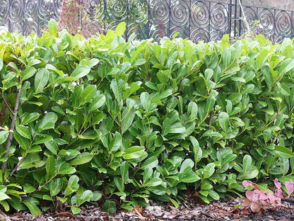 20 Cherry Laurel Hedging Plants 30-50cm Tall Potted