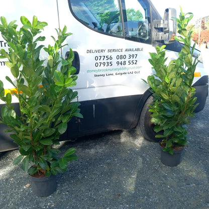 Laurel hedging plant 20/30l pot 130-150cm height