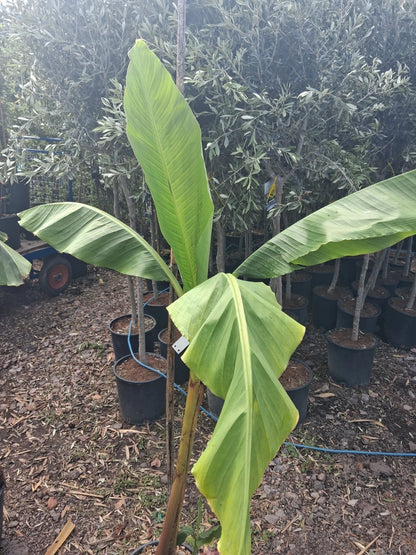 Banana Plant 20L UK hardy A* Quality Musa Bajoo Large Trunk 'Sakhalin' 150cm+/-