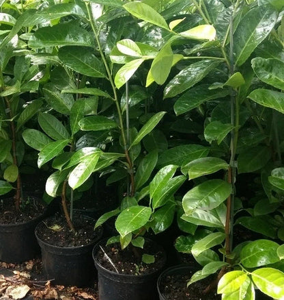 30 Cherry Laurel Evergreen Hedging Plants Fast Growing Shrub 45-60cm Potted