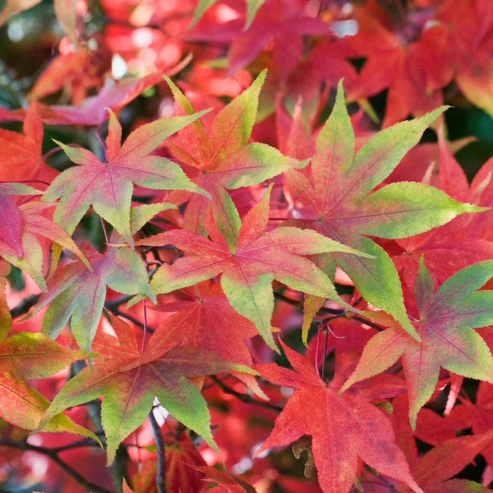 Acer palmatum 'Osakazuki',  Japanese Maple Deciduous Garden Plant Tree In Pot