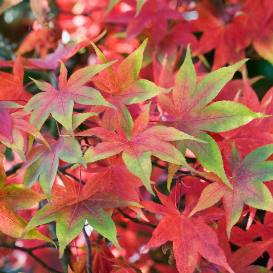 Acer palmatum 'Osakazuki',  Japanese Maple Deciduous Garden Plant Tree In Pot